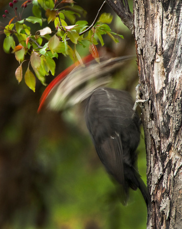 PH749a speed pecker - pileated woodpecker 1 -8,5x10,5 -1830