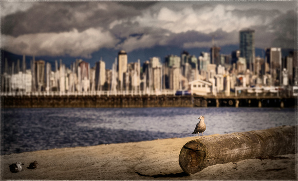 PH2031b vancouver english bay with seagull sfx zf- 9366-7-8