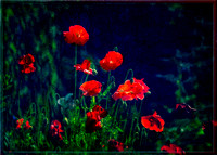 PH2027a botanical red poppies pfx zf-8094-5