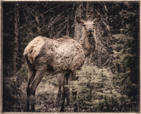 PH2190a animal elk mother sfx zf-8783