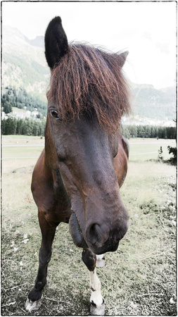 PH animal horse portrait wideangle sfx zf-3845