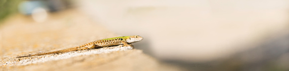PH2204a animal lizard sunbathing Italian Green Podarcis sicula 37x9@360 zf-6817-8-9-23-4