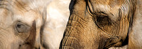 PH1140a animals elephant african PH1140a Ntvrs sc -9364