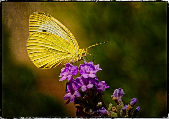 PH1673a animal butterfly Cabbage White Pieris rapae zf-9315