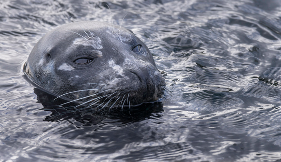 PH1667a animal seal zf-1541