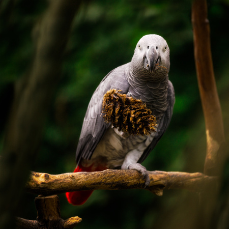 PH2307a animal bird Congo African Grey Parrot pfx 19x19@300 nsl zf-6299-300-2