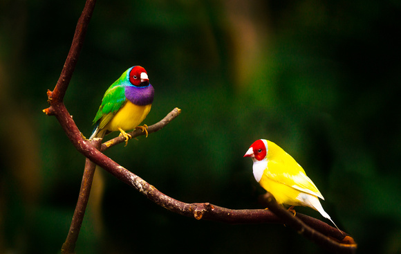 PH2315a animal bird Gouldian Rainbow Finch NAustralia 18x11@300 nsl zf-6171-89
