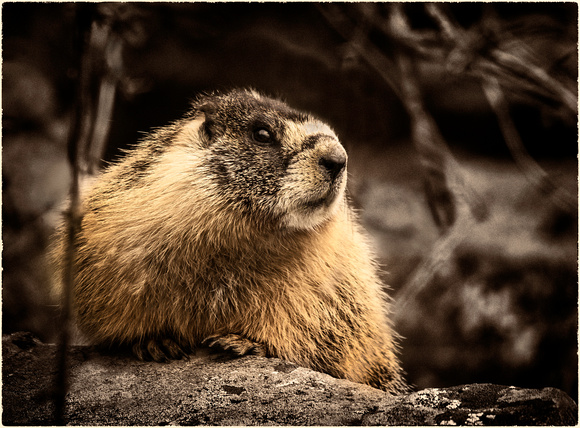 PH1681b animal marmot kelowna sfx zf-3139
