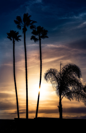 PH2332a palm trees sunset silhouette 13x20@300 nsl zf-6689