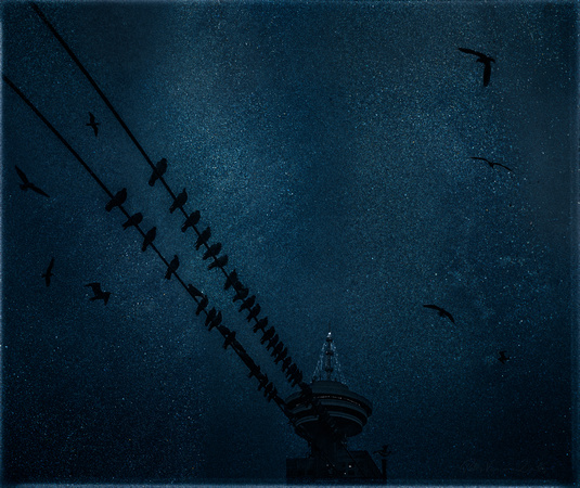 PH2414a folio urban nature Seagulls on the wire with HarbourCentreTower 30x25@300 -8203-5-7-8-10--12-13