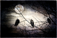 PH2432b birds BaldEagles three under the moon  -9367-