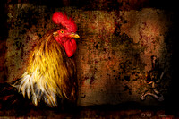 PH1811a animal bird rooster chu loyalty BG -6015