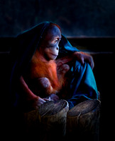 PH1157a animal orang utan youngster w blanket -9329