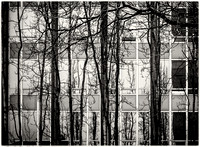 PH2108a folio abstract urban Vancouver tree trunks and windows sfx zf-2127