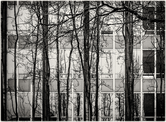 PH2108a folio abstract urban Vancouver tree trunks and windows sfx zf-2127
