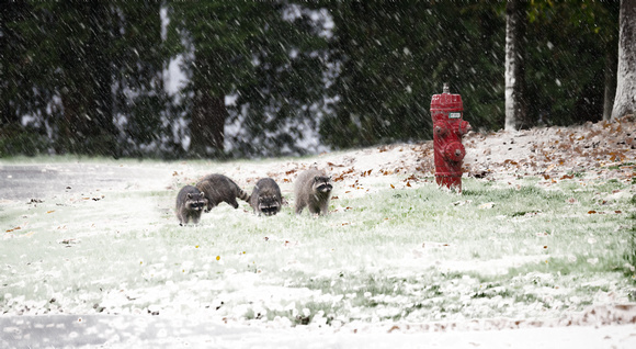 PH2379a animal racoons in snow 19x10@300 -6668