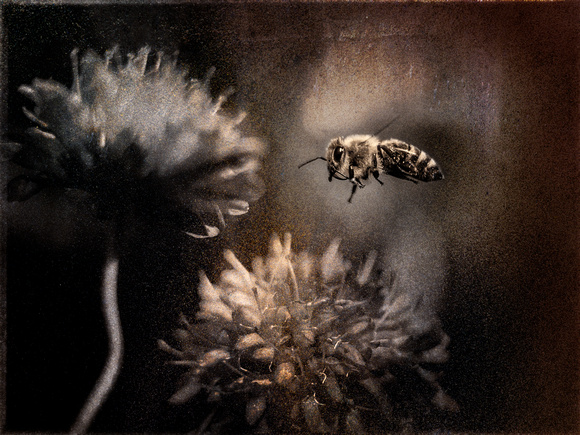 PH2352a bee and red clover 15x11@360 wsl zf-9618