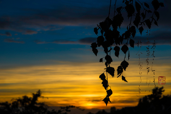 HG012b dooshitemo sunset silhouette w birch leaves PH1854a zf-1292