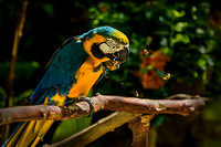 Blue Gold Macaw nutcracker PH2547a -0026