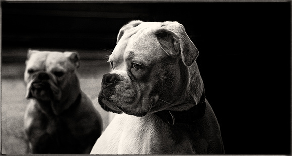 PH animal dog bulldogs french sfx 15x8@300 nwm zf sqp -2444