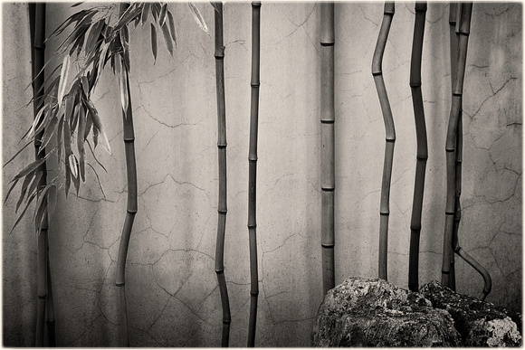 Bamboo and rock at SunYatSen ChineseClassicalGarden bamboo with rock PH1412b  -2951