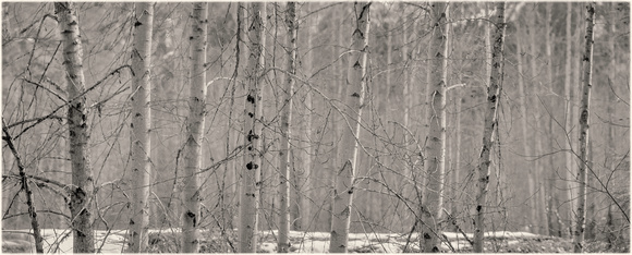 PH2580a tree trunks in winter aspen birch panorama-3197--295