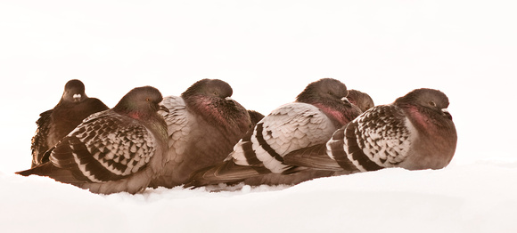 PH195a doves in snow 1 -18x8-0808