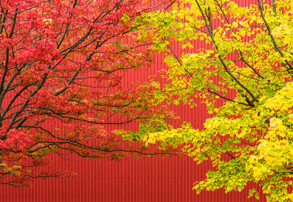 PH2633a red yellow urban autum foliage PH2633a 15x10@300 zf-2370