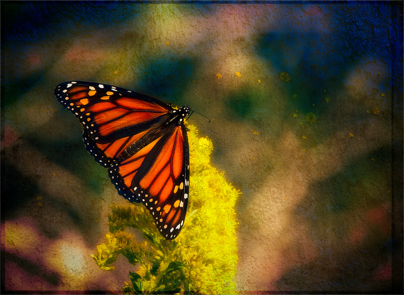 PH2034a butterfly monarch Danaus plexippus on goldenrod BG0518 zf-8203