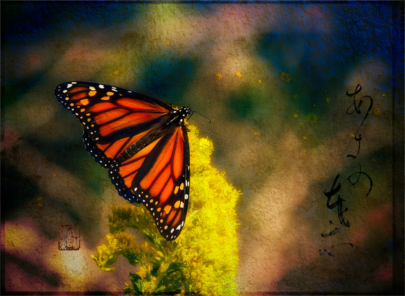 PH2034a butterfly monarch Danaus plexippus on goldenrod akin02 ba1 BG0518 zf-8203