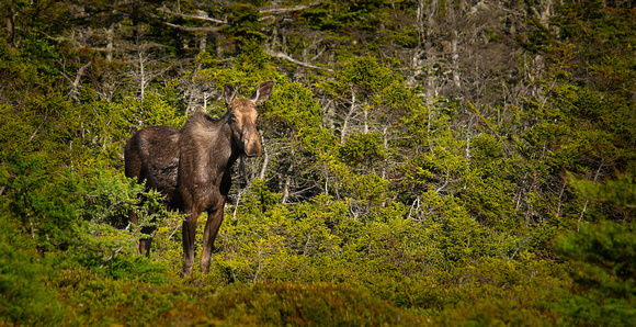 PH1273a animal moose -7215