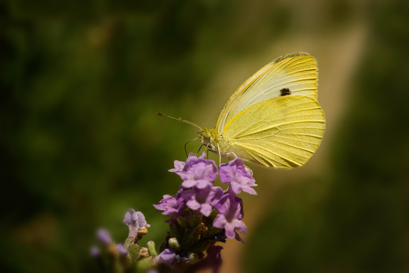 PH1411a butterfly Cabbage White Pieris rapae -9314-5