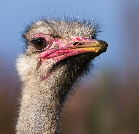 PH1145a animals ostrich struthio camelus australis -9398