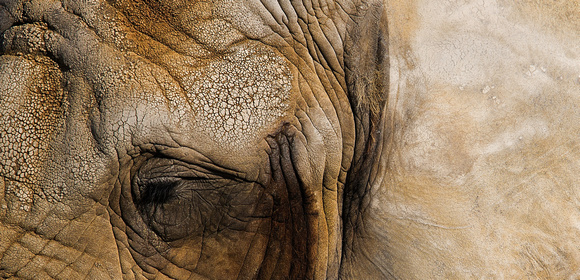 PH1382a african elephant eye -9379