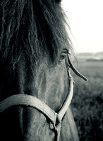 PH357a horse looking at you 1 -11x16-3224