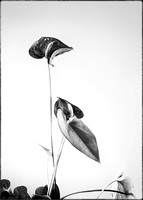 PH1494a flower anthurium sfx-6475-6-7