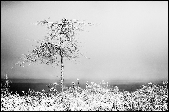 PH1487b winter tree lake ontario sfx Fnoir2 -6271