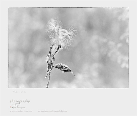 PH1613a folio bot milkweed sfx glly -9258