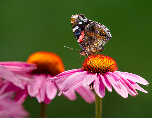 PH1069a butterfly red admiral vanessa atalanta rubria on echinacea-6976