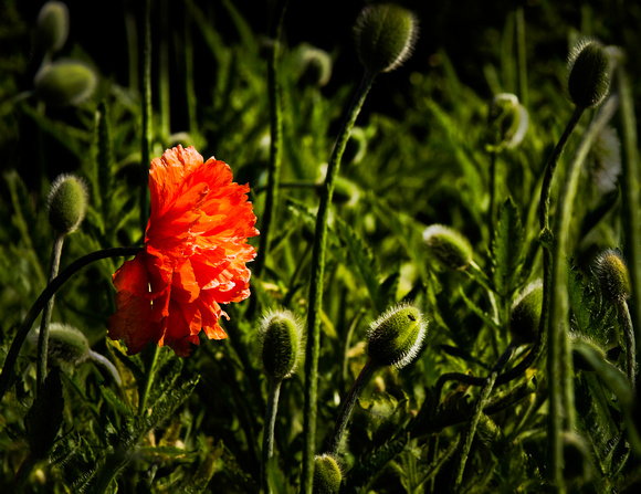 PH1128a flower poppy -3157