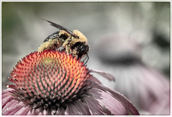 PH1549a animal bumble bee on echinacea ssfx -9345