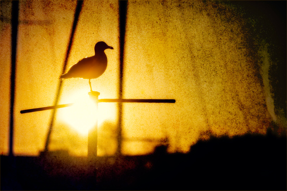 PH2056a animal bird seagull on sailing boat mast in sunset Granville Island pfx zf -9906