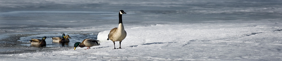 PH674a canada goose and ducks on ice 1 -17,5x3,5 -0003