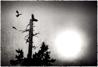 PH2128b bald eagles old tree top in setting sun zf-2988-3005--9-13--15