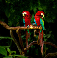 bird GreenWingedMacaws pair PH2515a -9980--5