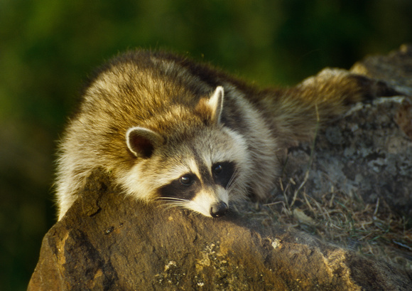 PH347a racoon 1 -12x8 soft- use for cards