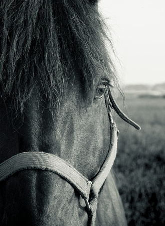 PH357a horse looking at you 1 -11x16-3224
