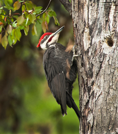 PH750a pileated woodpecker 2 -8,5x9,5 -1831