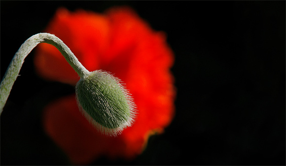 PH1044a flower red poppy bud -3156