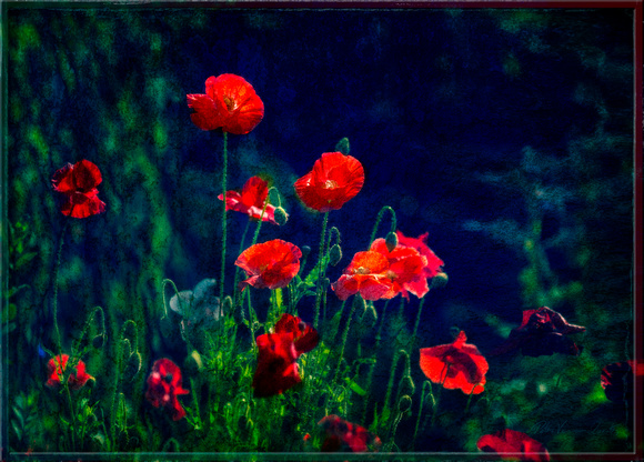 PH2027a botanical red poppies pfx zf-8094-5
